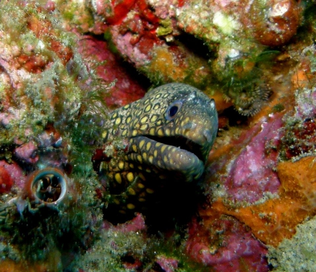  Marine fauna and flora 